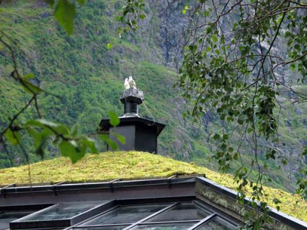 Toiture végétalisée