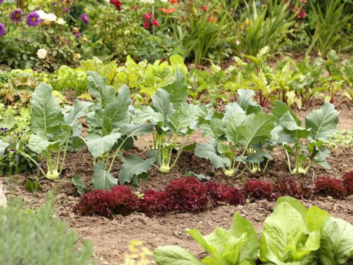 Créer son jardin potager