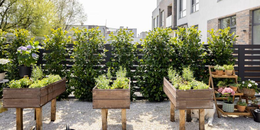 Potager sur pieds